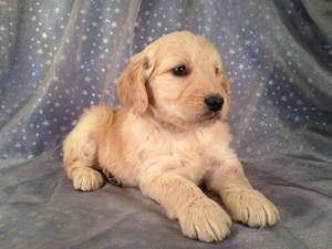 Female goldendoodle Puppy for Sale #2 Born Feb. 2013|Puppies for sale in Iowa|Goldendoodle Breeders 